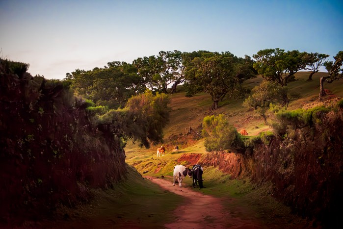 In het laatste licht van de dag - de zon is inmiddels al onder – lopen de koeien naar huis